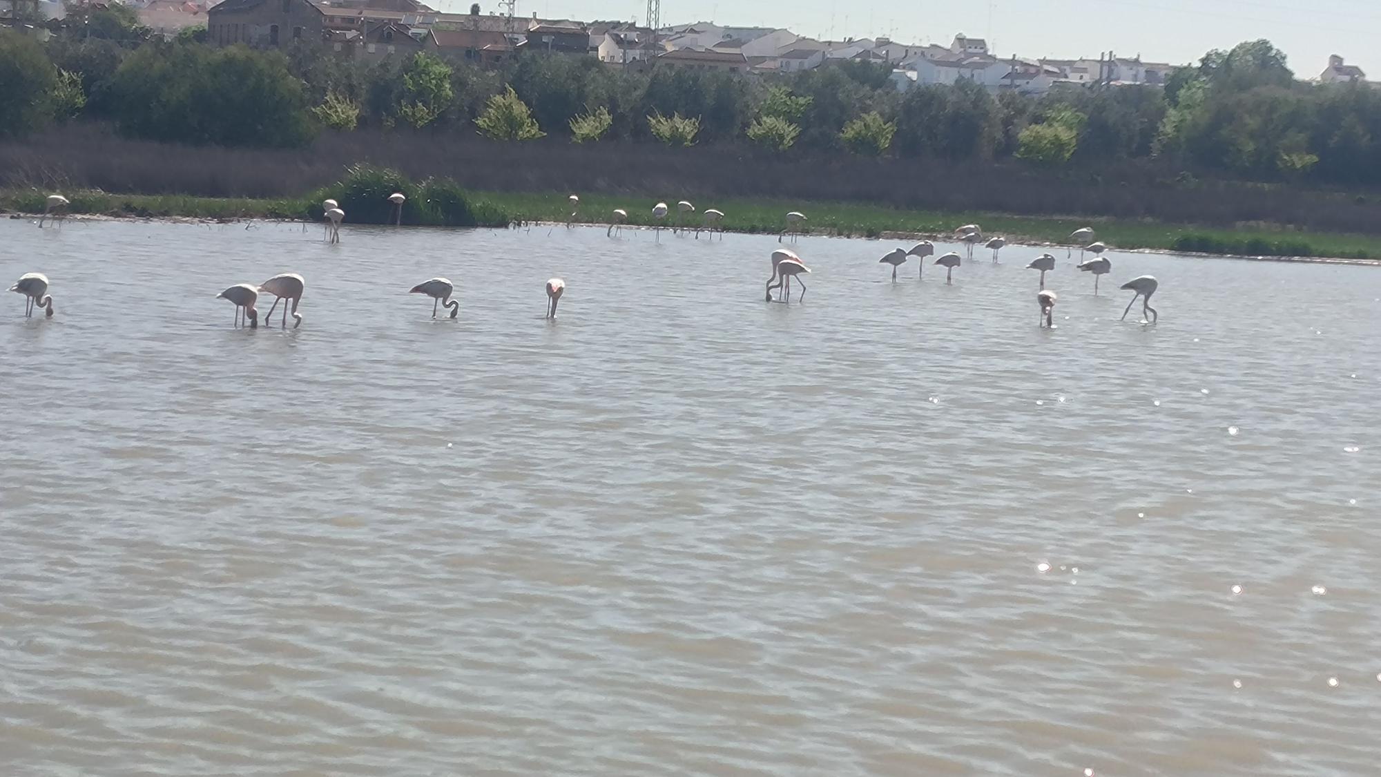 Acto de conmemoración de los 40 años de la Laguna de Fuente de Piedra como Reserva Natural.