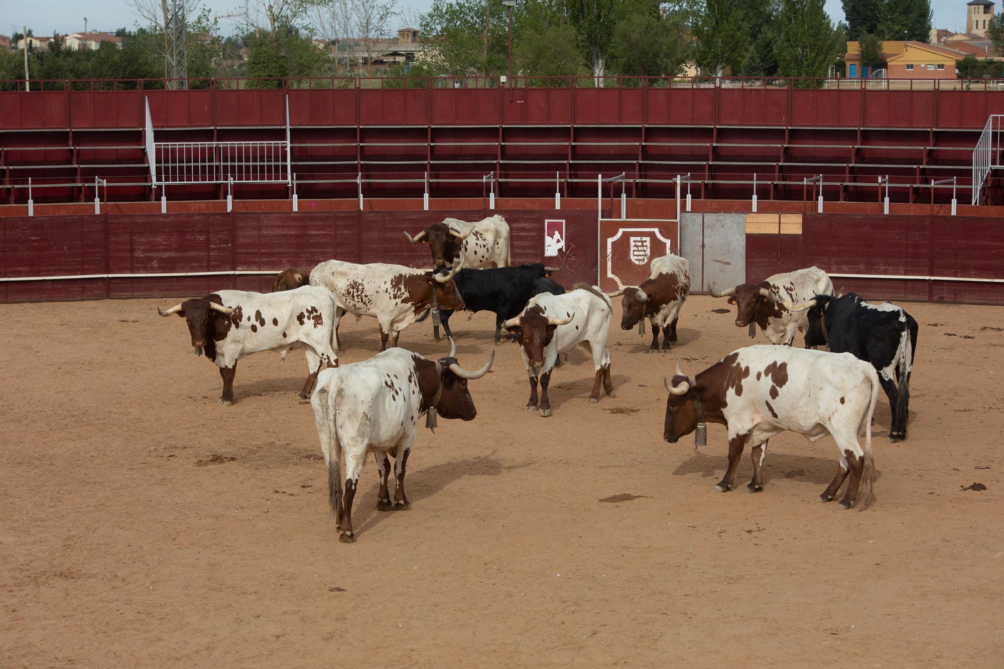 GALERÍA | Revive el segundo encierro mixto de las fiestas de Villalpando