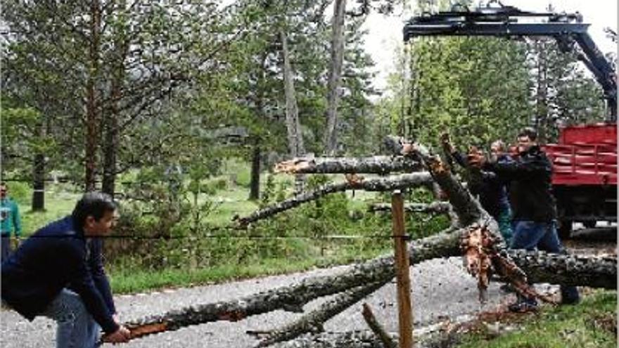 El regidor Joan Segado ajuda a retirar la branca amputada al Pi el 13 de maig passat