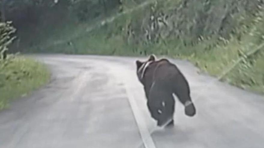 El vídeo que muestra lo que no debes hacer si te tropiezas con un oso: ocurrió en Asturias