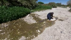 Una de las zonas con agua de retorno donde se refugian algunos peces en el tramo final del río Francolí. 