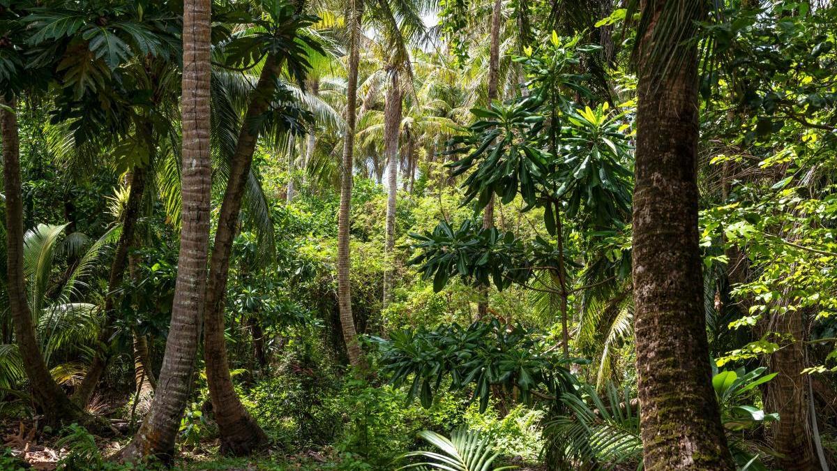 Los árboles tropicales acortan su vida cuando están por encima de los 25  grados