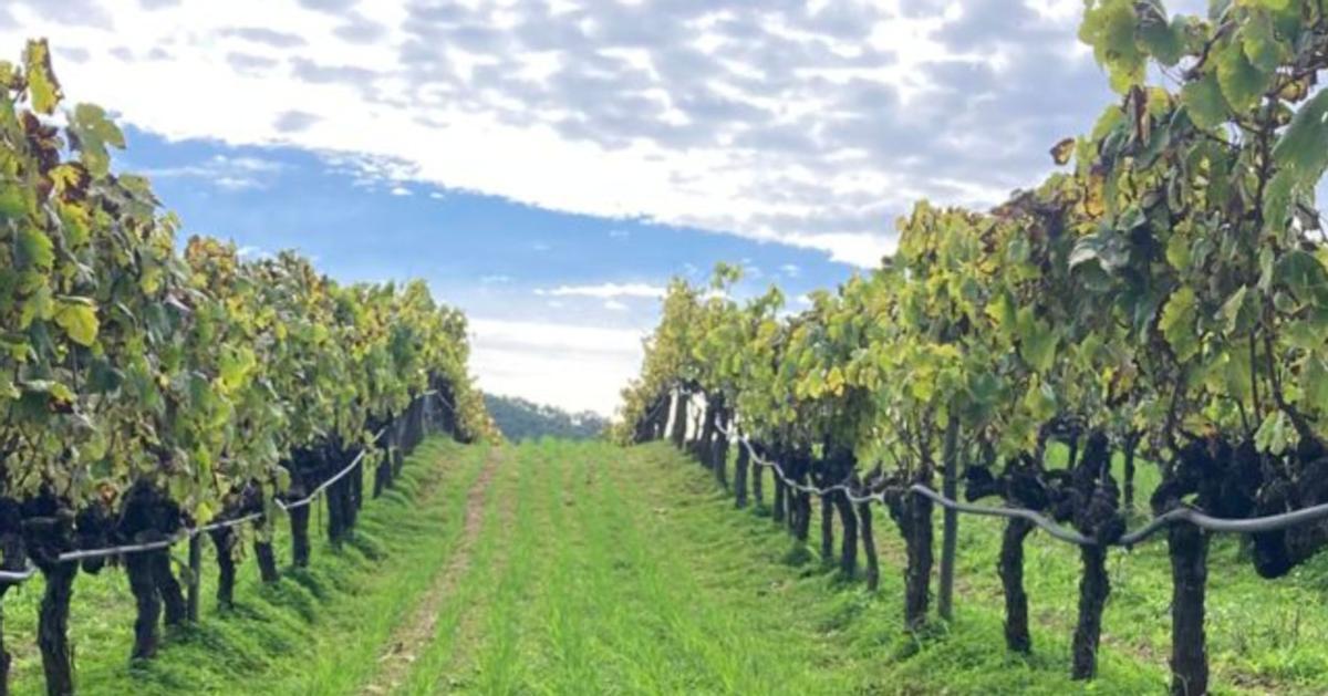 Blick auf die Weinreben des Weinguts Can Majoral
