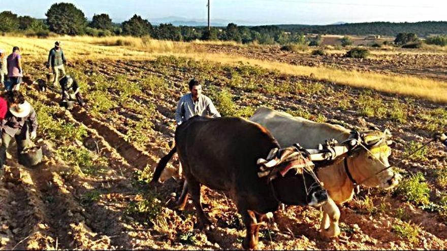 Perriles dirige el arado romano para sacar las patatas de su cortina en &quot;Los Griellos&quot; de Tola.