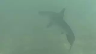 Crías de tiburón martillo en Las Canteras