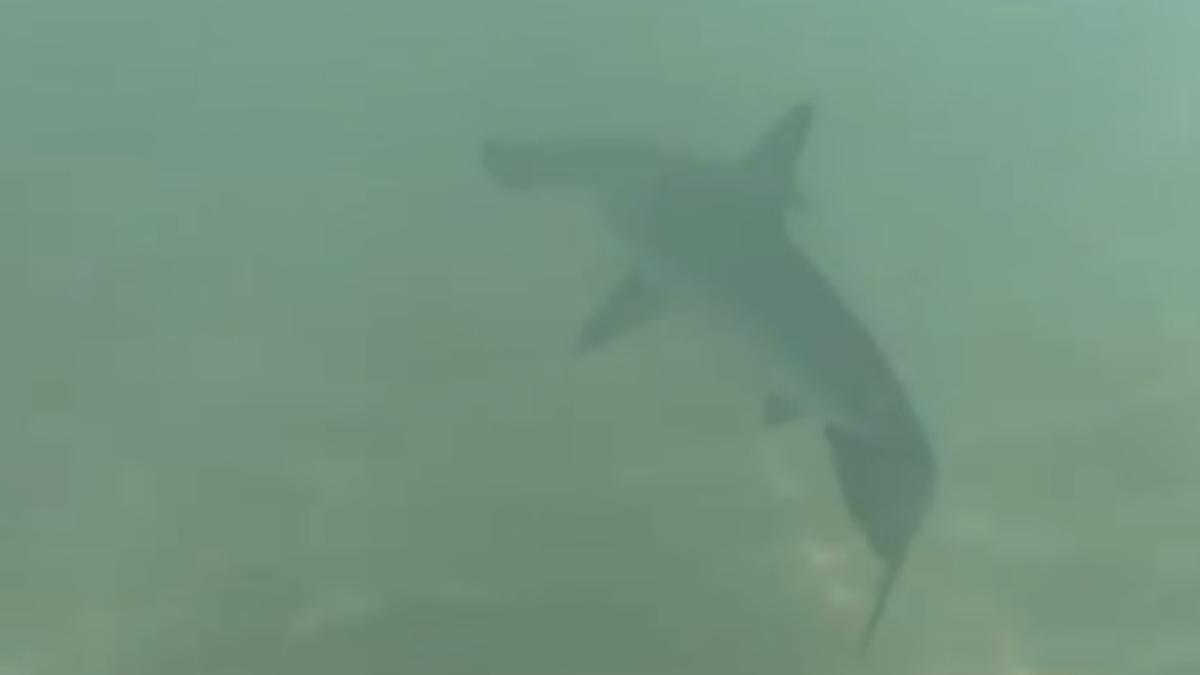 Esta es la cría de tiburón martillo que ha sido vista por miles de bañistas en Las Canteras