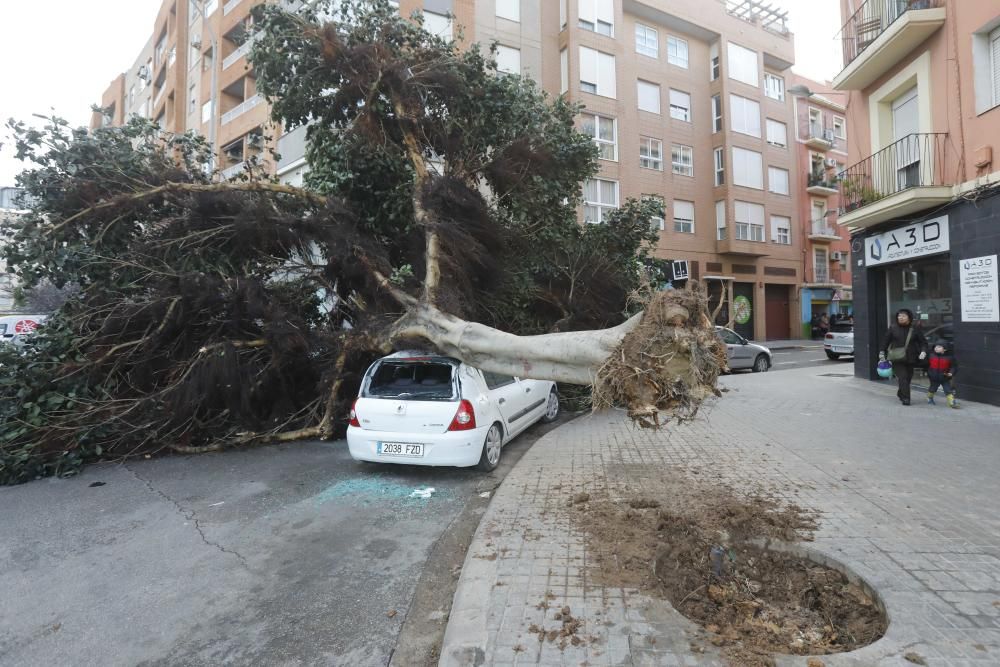 Un ficus cae sobre un coche junto a la Ciudad Administrativa 9 d''Octubre