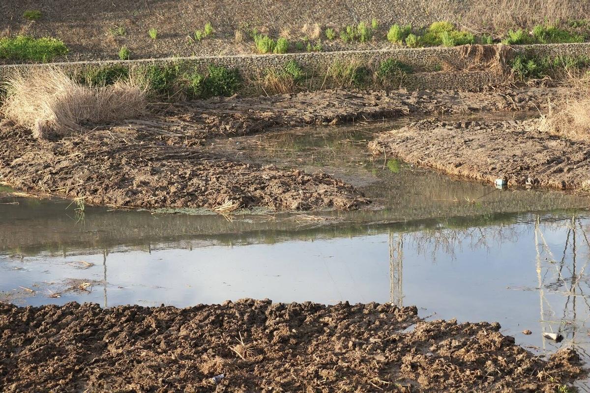 Denuncia de la destrucción de fauna con la limpiueza de la CHJ en el barranco del Carraixet