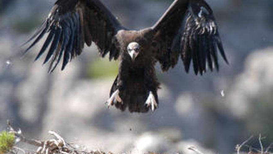 Bitte nicht stören: Mönchsgeier in ihrem Nest.