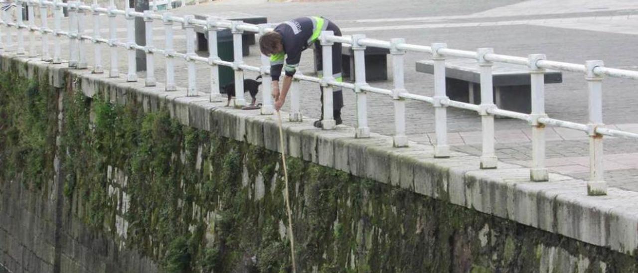 Un operario de Puertos, hace tres semanas, retirando vegetación de una de las márgenes de la ría de Llanes .