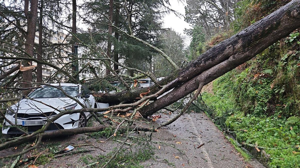 Caída de un árbol en el Castro de Vigo