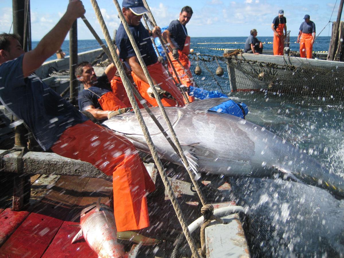 La pesca del atún