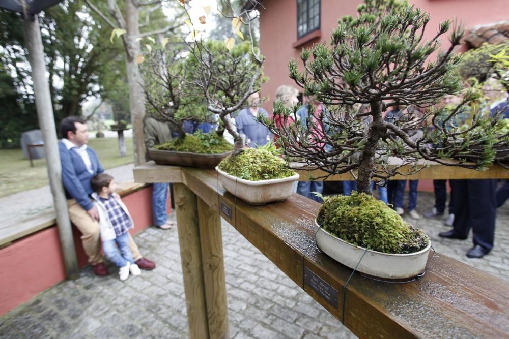 Visita guiada a la colección de bonsai en el Museo Evaristo Valle