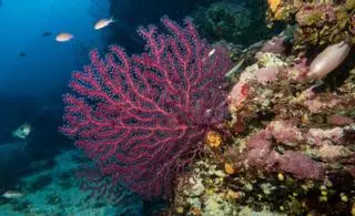 Las dos nuevas reservas marinas de Ibiza buscan proteger la gorgonia y evitar «la sobrepesca»