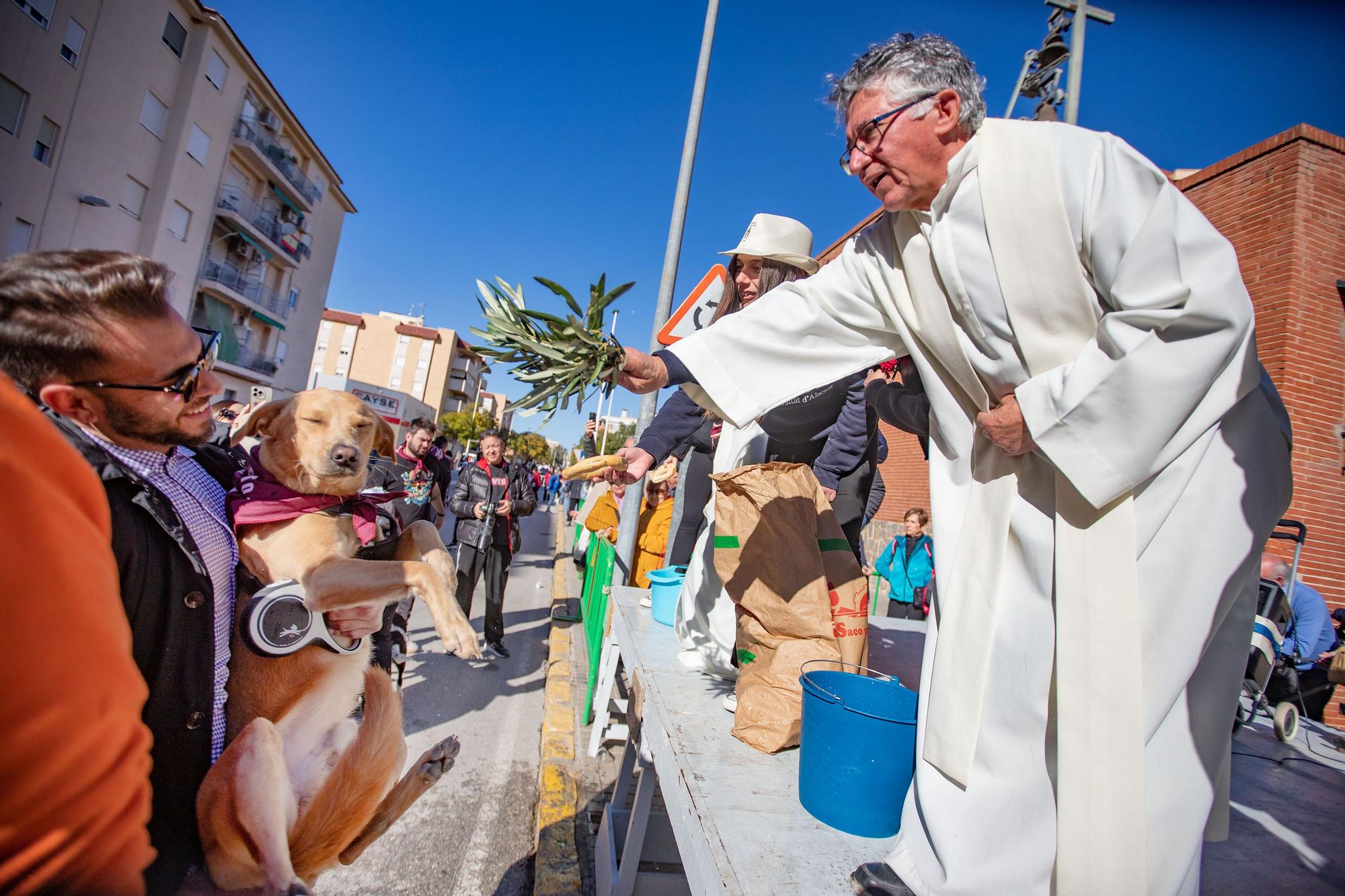 Romería y Bendición de animales en San Antón de Elche