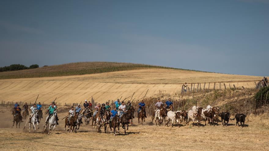 GALERÍA | Las mejores imágenes del encierro de campo en Fuentelapeña