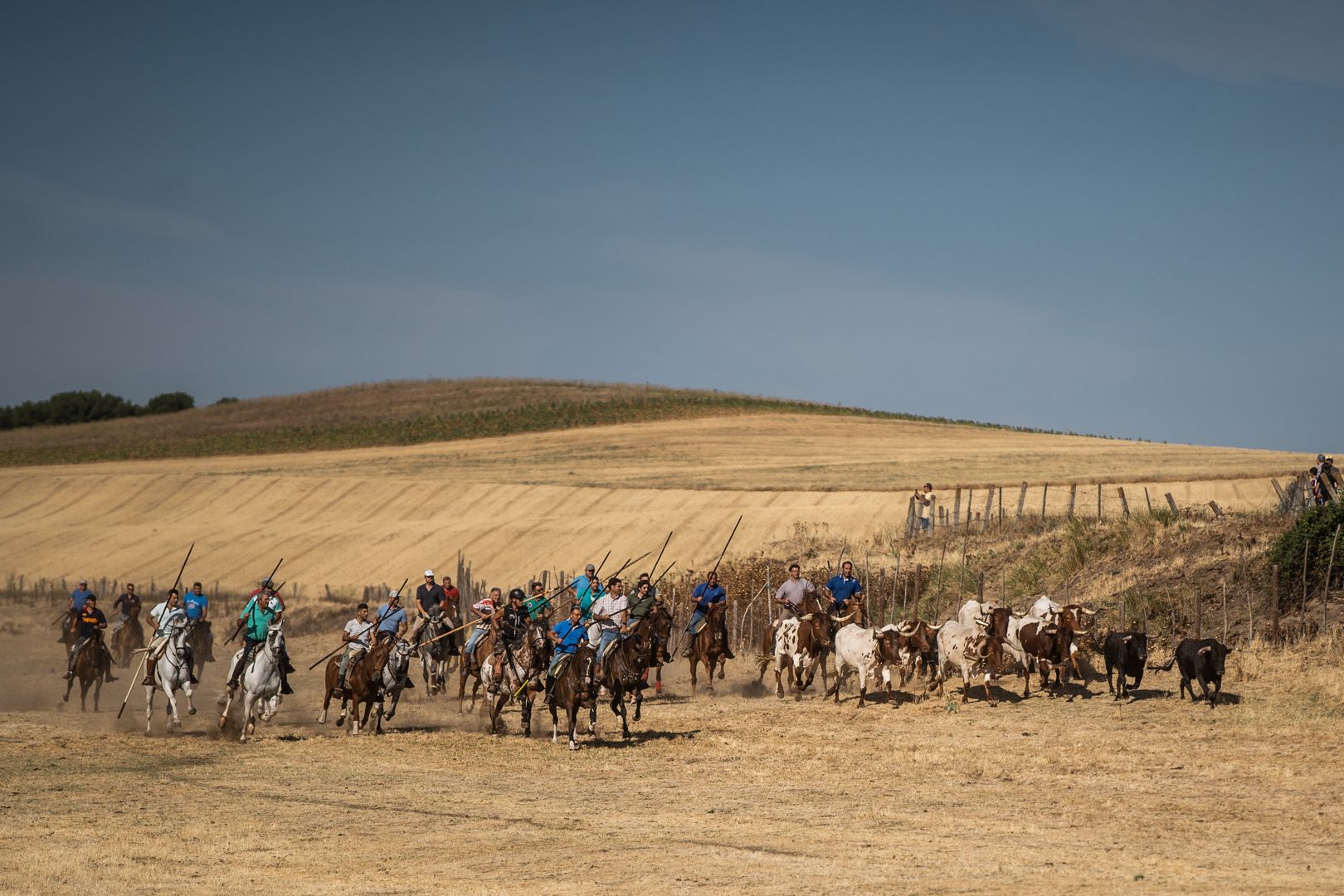 GALERÍA | Las mejores imágenes del encierro de campo en Fuentelapeña