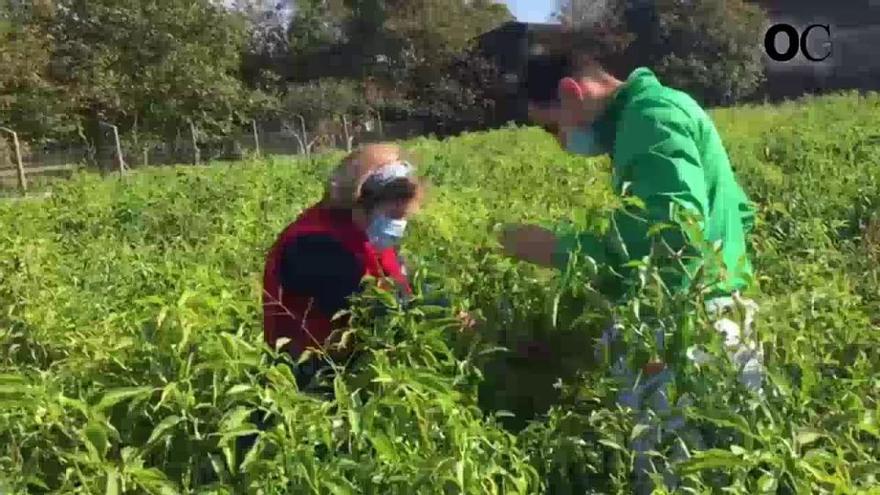 Los jugadores del Liceo recogen pimientos de Herbón, en Padrón