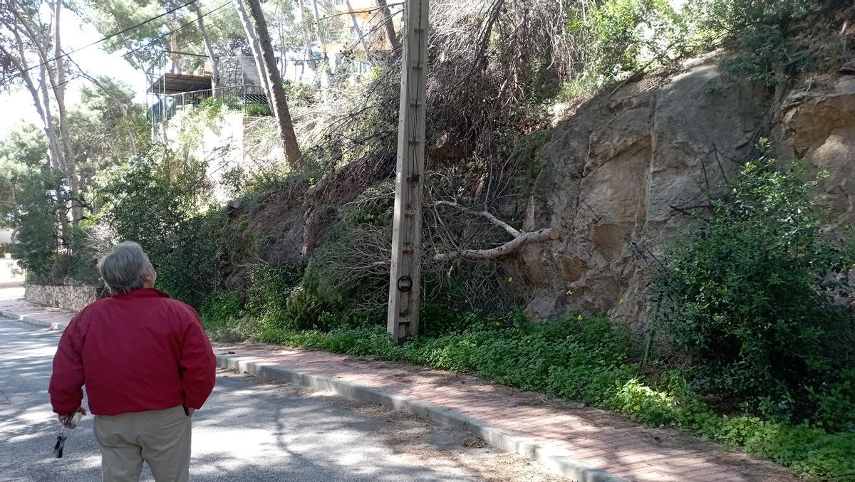 Árboles desplomados en una parcela de calle Las Palmeras, en Pinares de San Antón, que pertenece a un fondo británico.