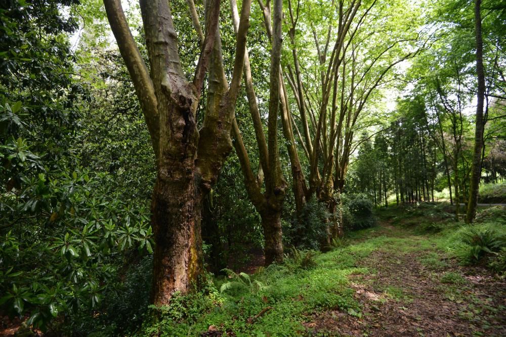 El Jardín Botánico de Lourizán, un pulmón verde