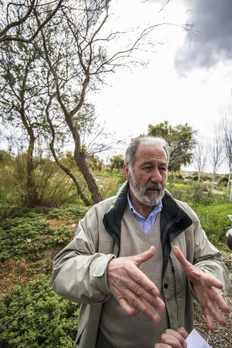 Plan de choque para limpiar el soto de la margen del Segura en Almoradí