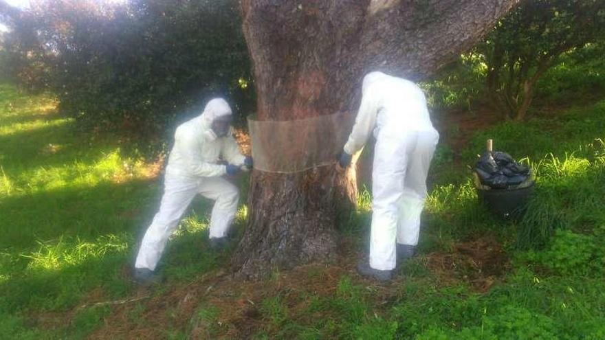 Operarios municipales tratan uno de los pinos afectados en O Castro. // FdV