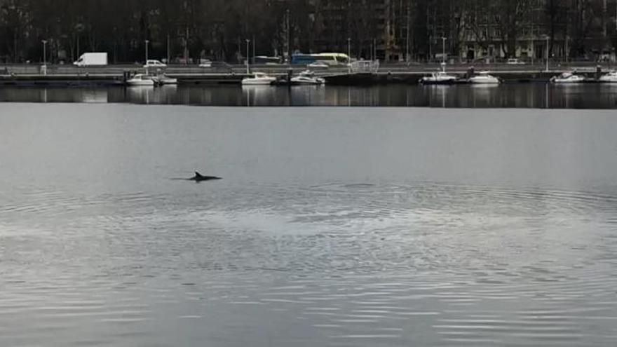 Expectación por la presencia de varios delfines en la ría de Avilés