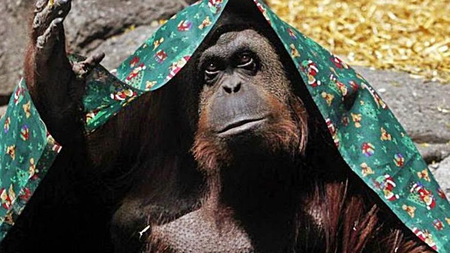 La orangutana Sandra.