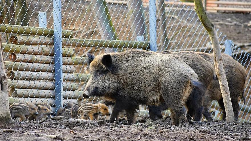 Agricultura i Caça acorden analitzar les demandes del col·lectiu caçador