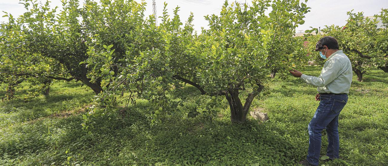 Un agricultor en un campo de limoneros