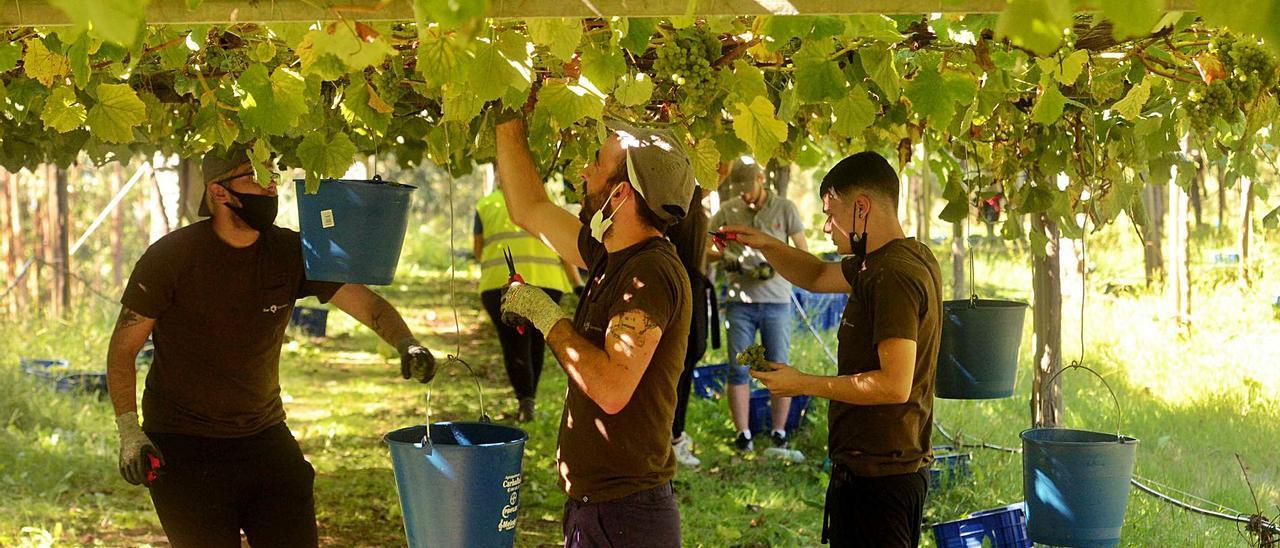 Las cuadrillas de vendimiadores vuelven a O Salnés; en la imagen, trabajadores en una finca de Mar de Frades, en Meis.  | // NOÉ PARGA