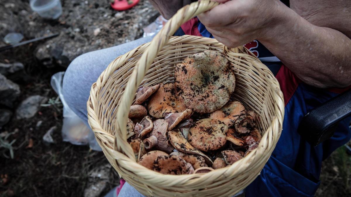 El otoño es la época ideal para la búsqueda de setas.