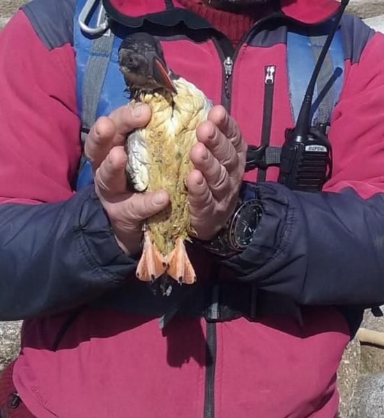 Algunas de las aves encontradas muertas y recubiertas con un líquido aceitoso