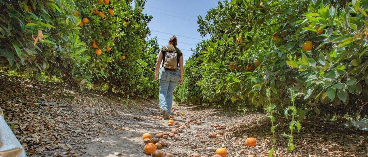 Naranjas por los suelos en la Vega Baja por falta de salida comercial