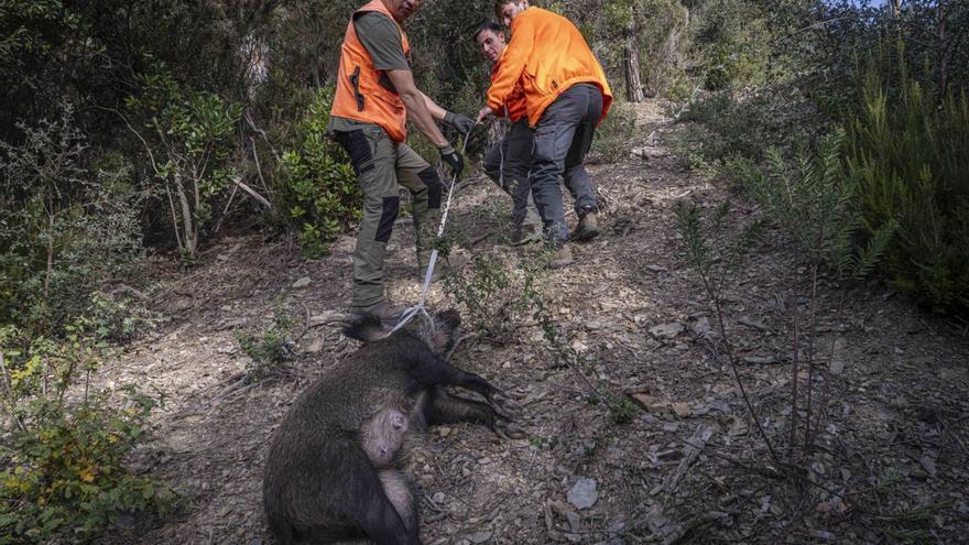 Batuda de caça de senglar en una àrea privada del Gironès, el 4 de desembre. | MANU MITRU