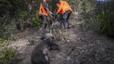 Els caçadors faran un "cordó sanitari" per abatre senglars