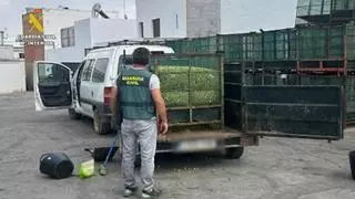 Cuatro detenidos por el robo de 624 kilos de aceitunas en La Campana