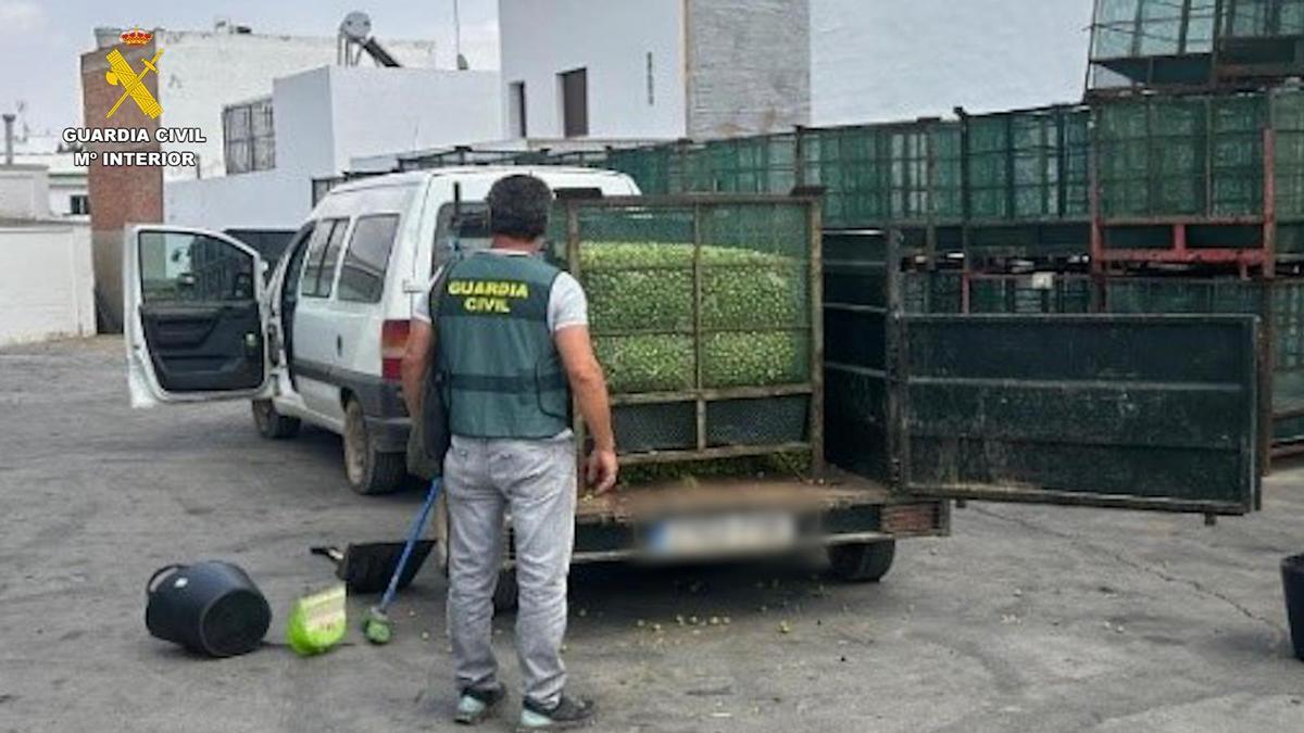 El contenedor de aceitunas incautado en la finca de La Campana.