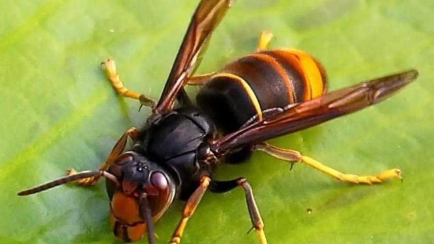 Cerco a la avispa asesina de abejas