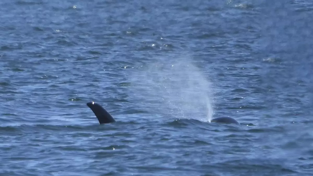 Nuevo avistamiento de orcas en la ría