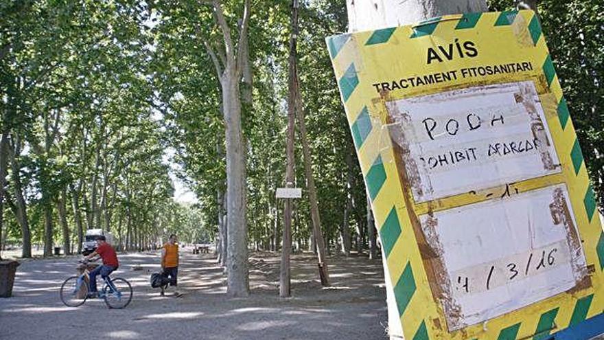 Cartells que adverteixen de l&#039;inici del tractament als plàtans del parc de la Devesa.