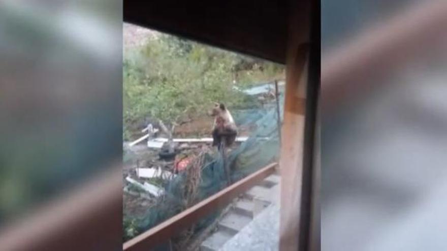 Un oso pardo visita a una familia en Villablino, en León