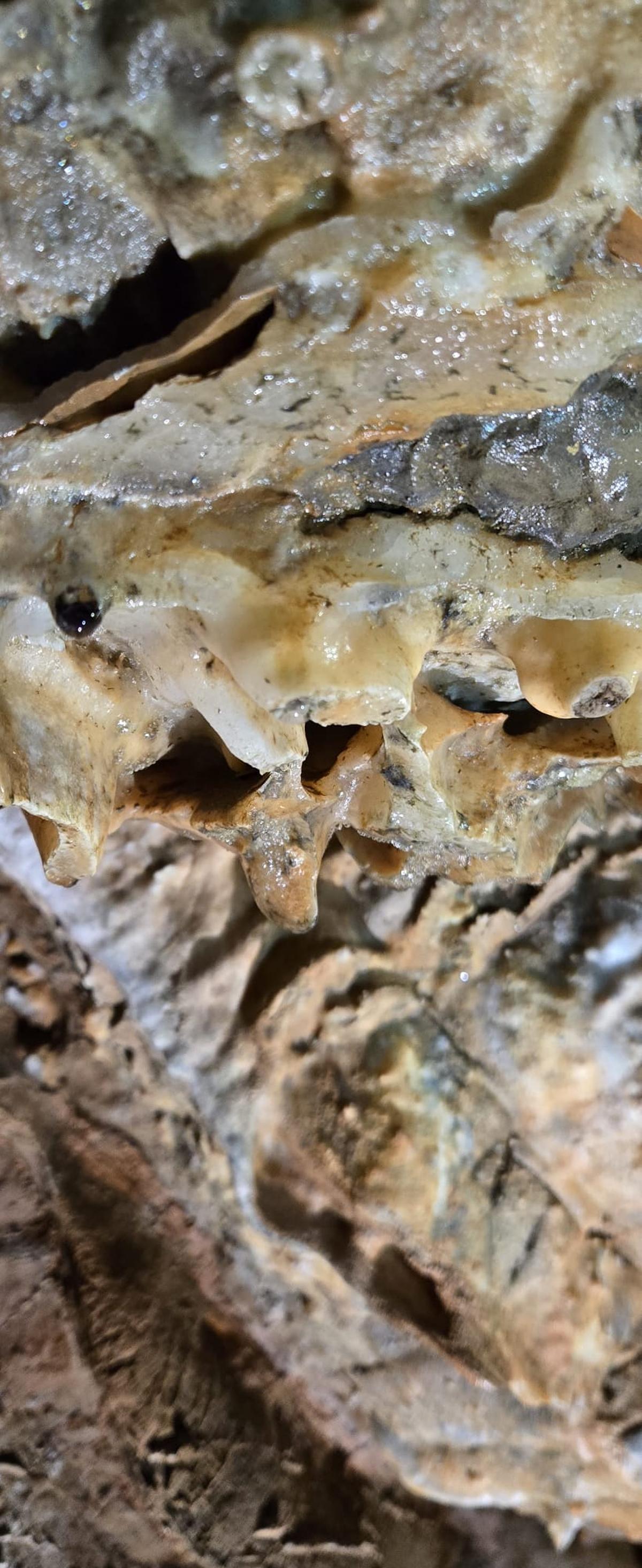 Detalle de la estalactita destruida en les Coves de Sant Josep por un turista moldavo de 24 años.