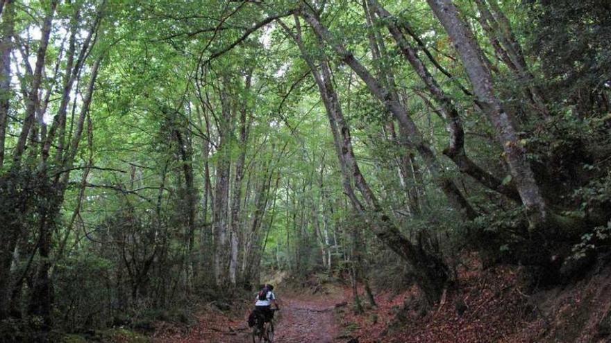 Un ciclista recorre un camino a través de un bosque en la comunidad.
