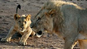 Ferotges i diverses: així són les femelles segons Lucy Cooke