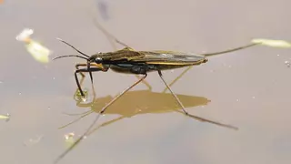 El terrible efecto del cambio climático sobre los insectos acuáticos, que pone en peligro sus ecosistemas