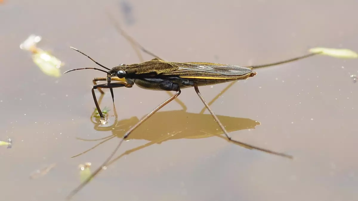 El terrible efecto del cambio climático sobre los insectos acuáticos, que pone en peligro sus ecosistemas