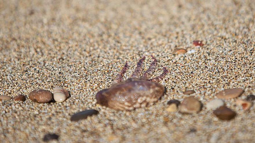 Medusa en la arena de una playa de la isla