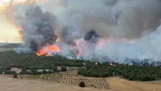 Cinco medios aéreos y más de cincuenta efectivos trabajan para extinguir un incendio forestal en Jumilla