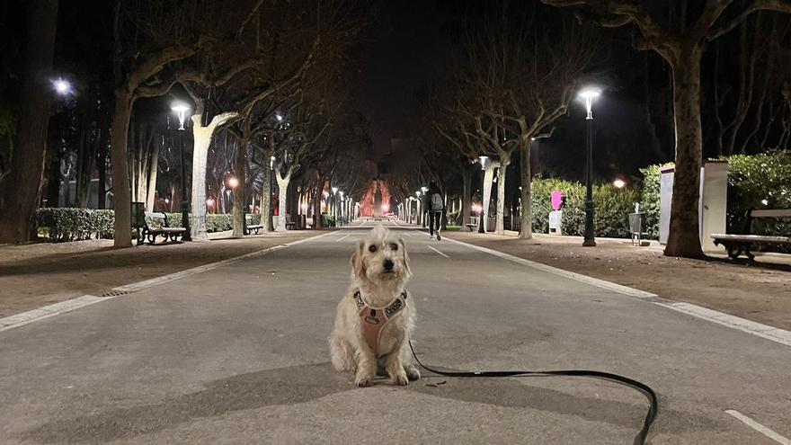 Huesca se moviliza contra la prohibición de perros en los parques